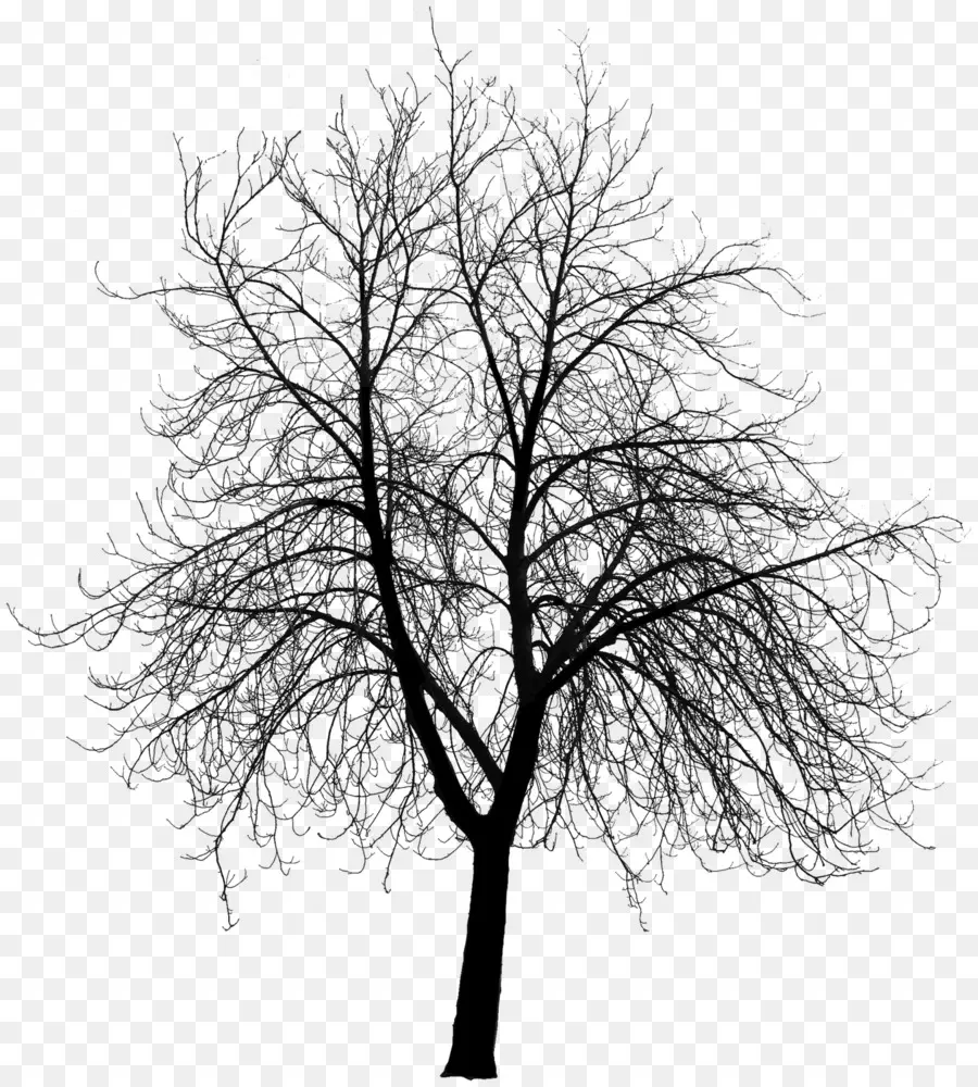 дерево，силуэт PNG