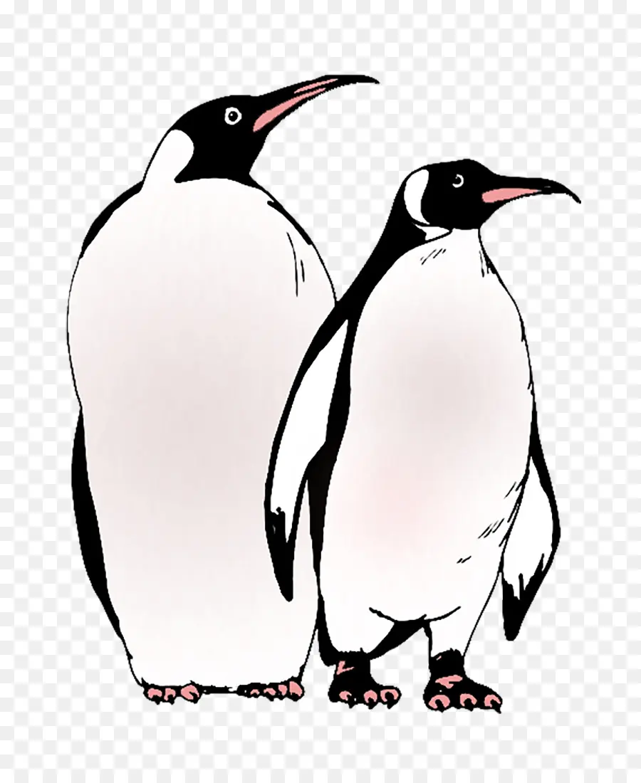 пингвины мистера Поппера，пингвин PNG