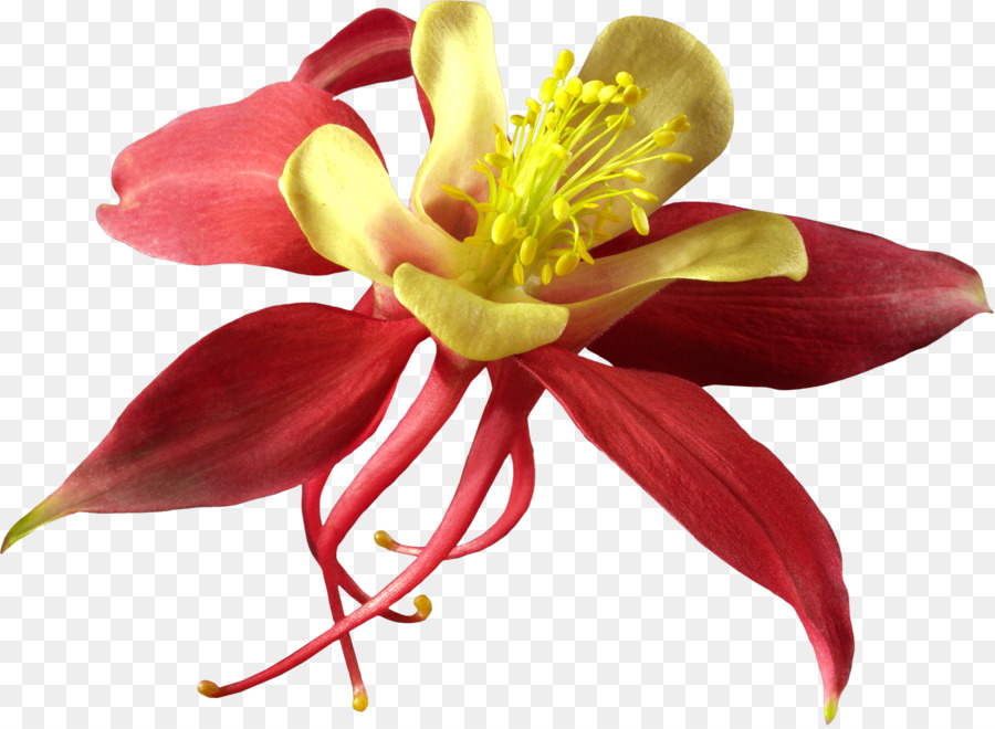 цветок，фуксия PNG