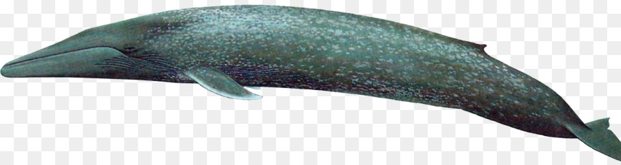 Дельфин，морских млекопитающих PNG