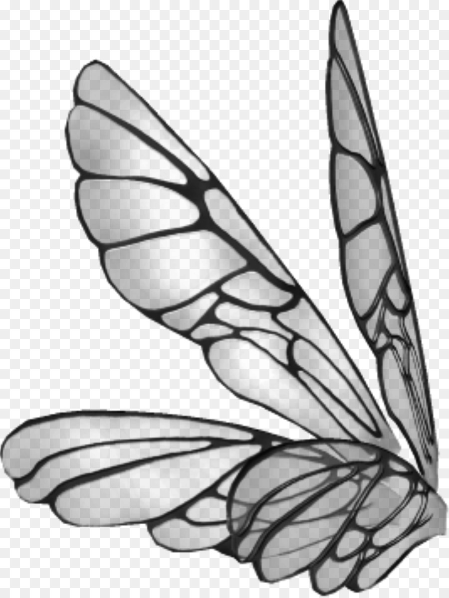 крыло，бабочка PNG