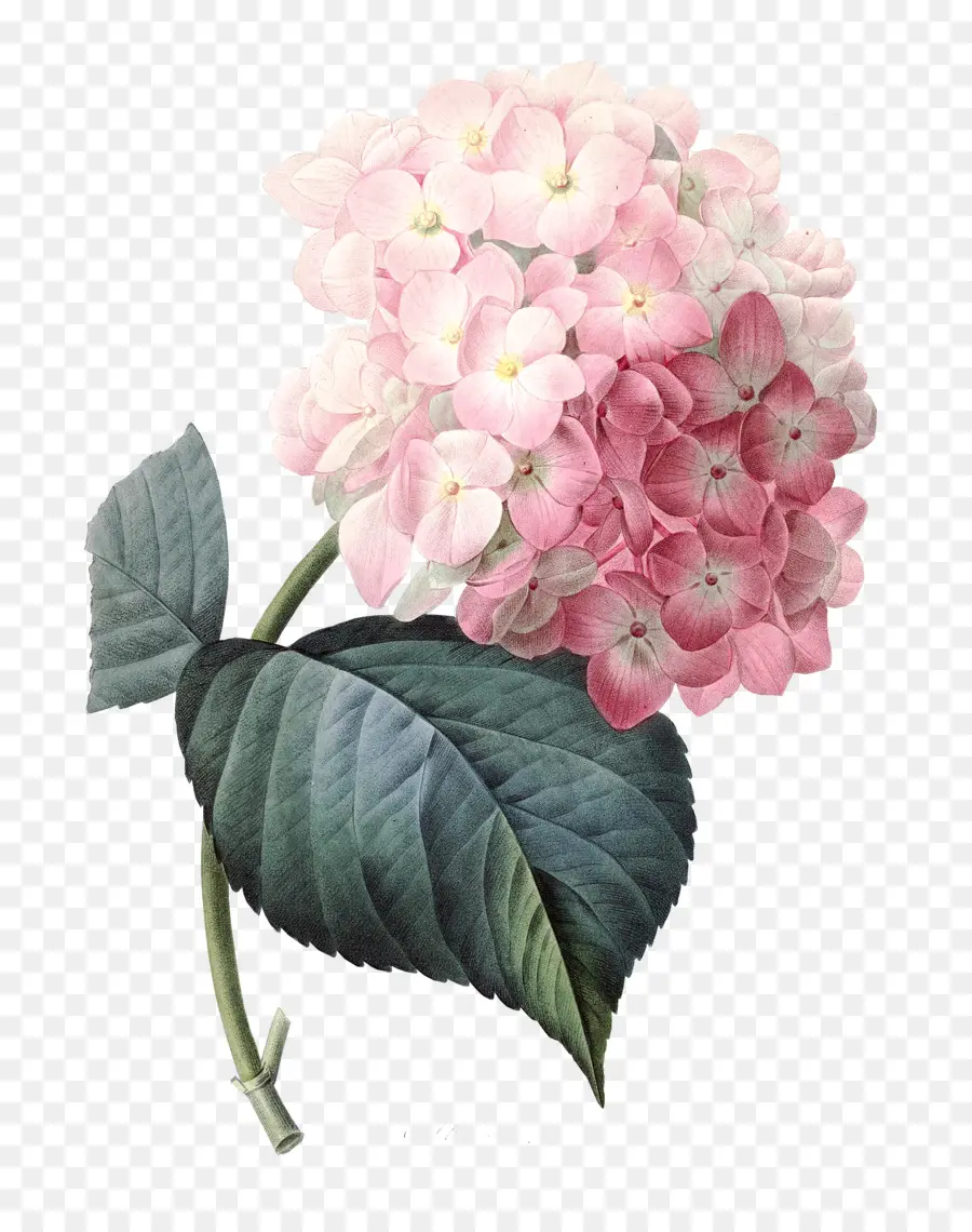 французская Гортензия，розовые цветы PNG