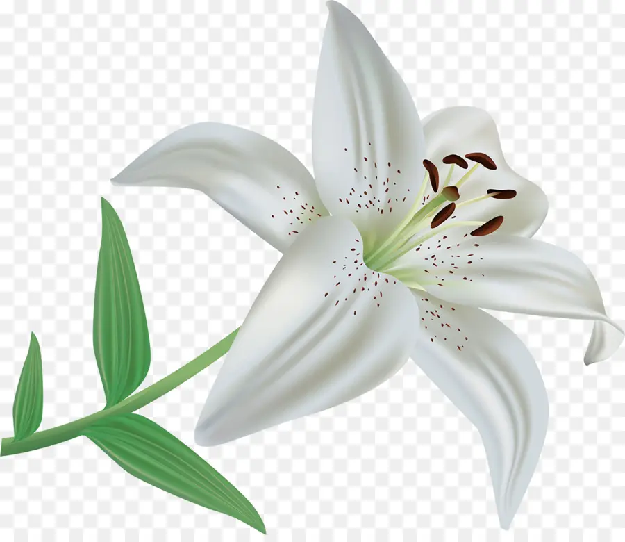 цветок，лилии кандидум PNG