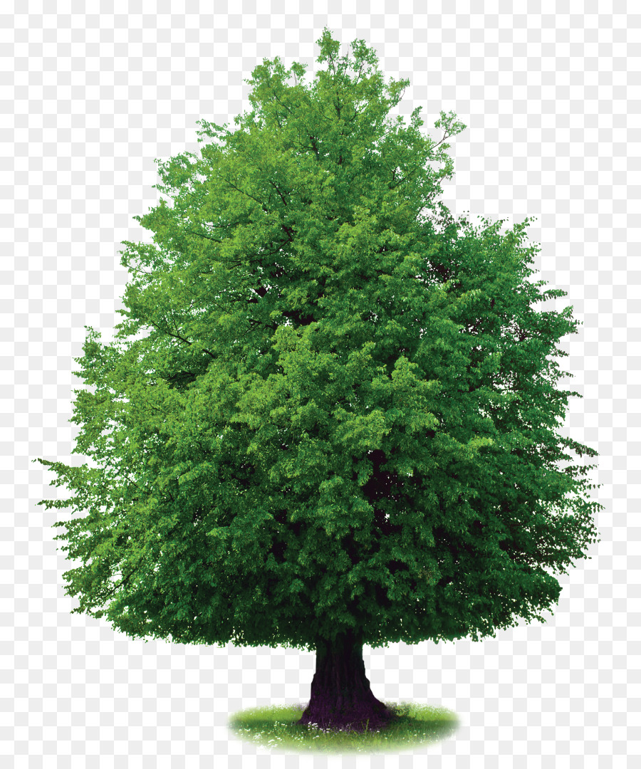 Tree，Photography PNG