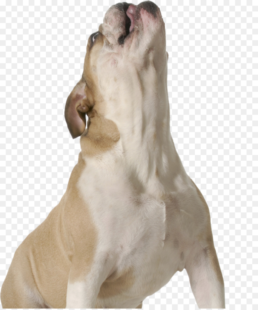 лабрадор ретривер，собака породы PNG