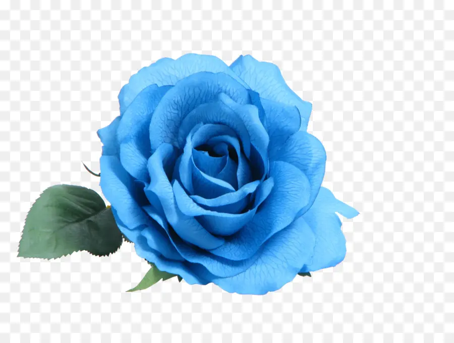 голубая роза，синий PNG