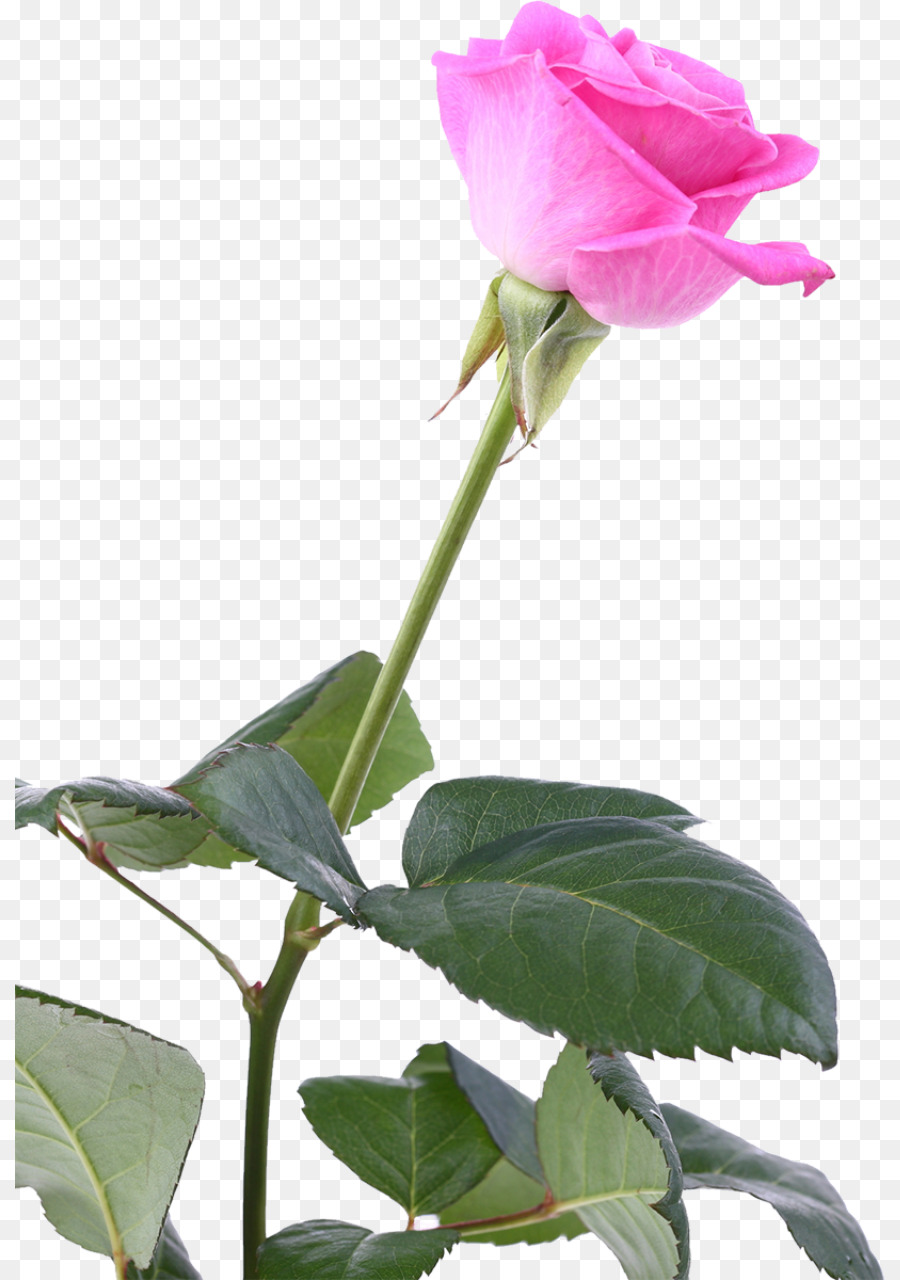 сад роз，цветок PNG