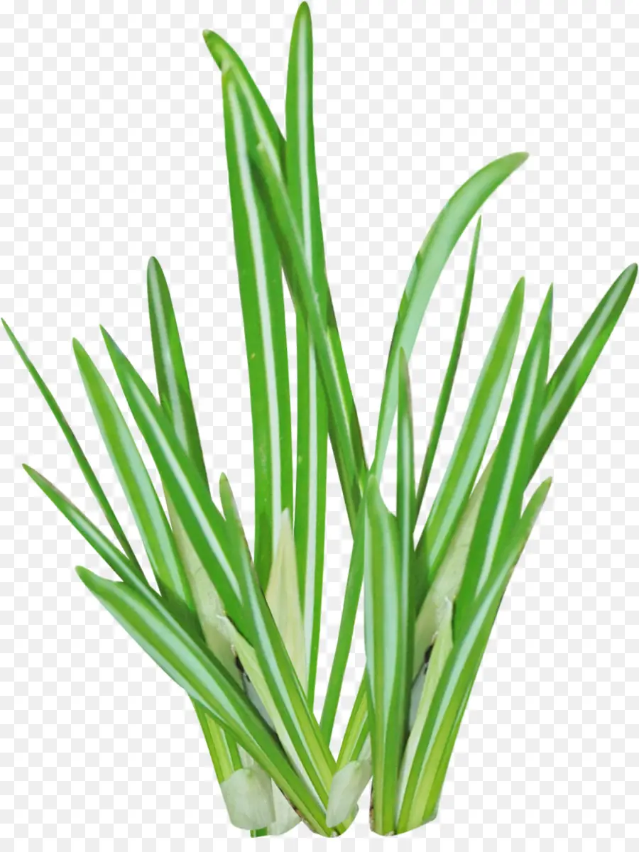травянистое растение，растровая графика PNG