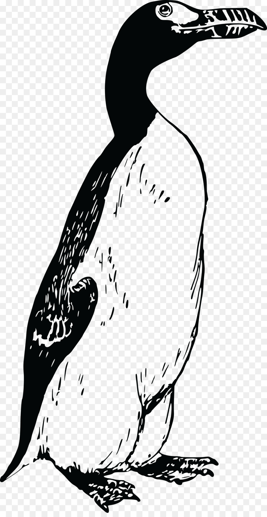 отличный аук，пингвин PNG