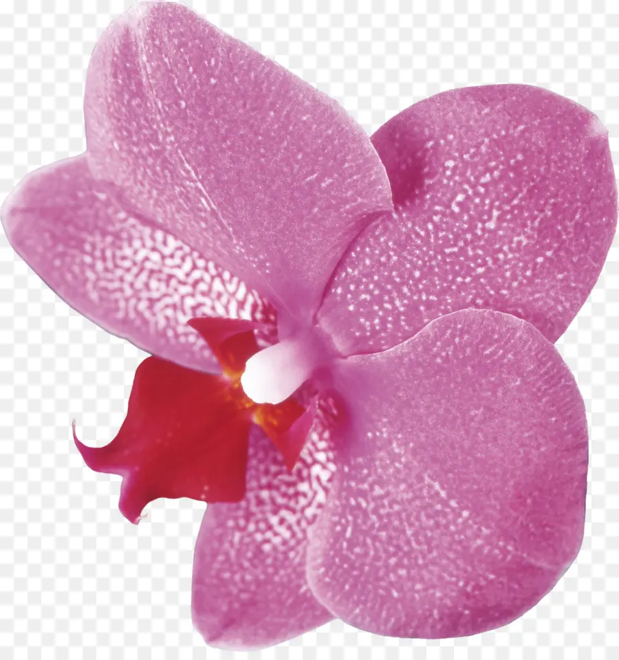 орхидеи，мотылек орхидеи PNG