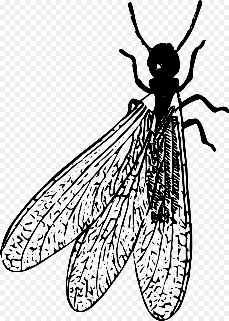 таракан，насекомое PNG