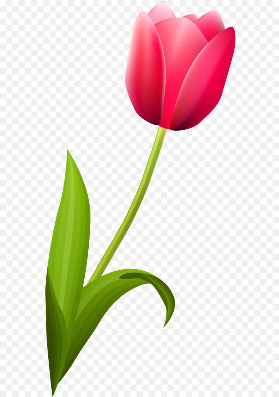 цветущее растение，тюльпан PNG