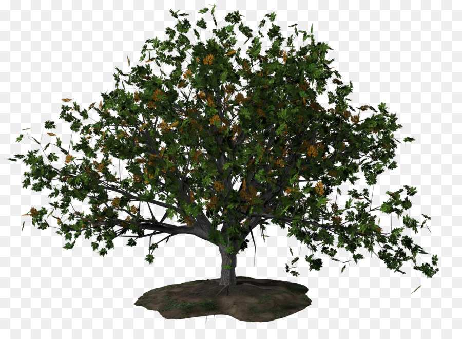 дерево，инкапсулированный Postscript PNG