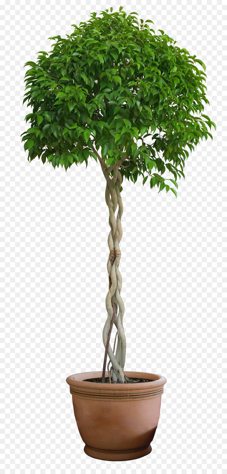 дерево в горшке для дома фото