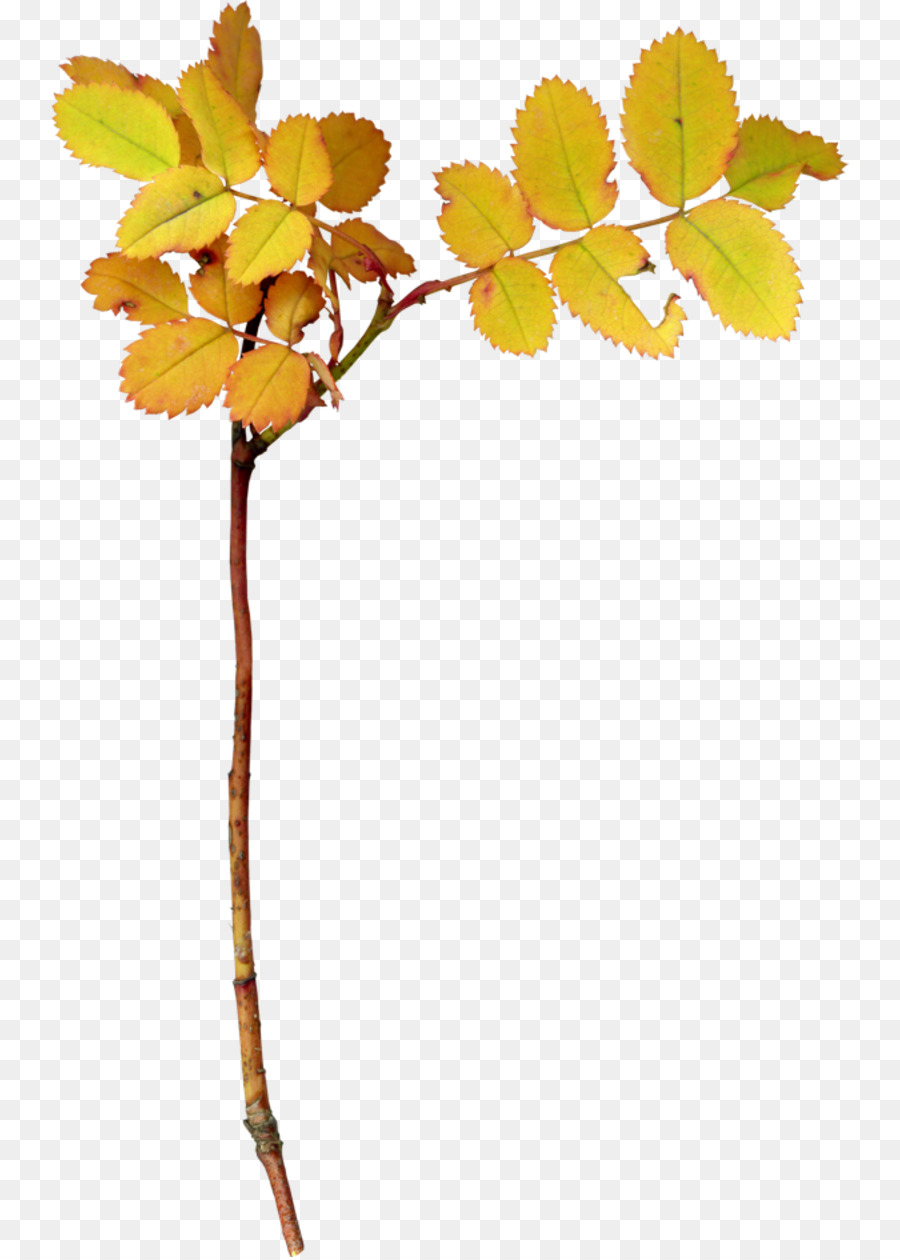 дерево，лист PNG