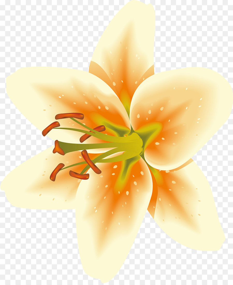 цветок，лепесток PNG
