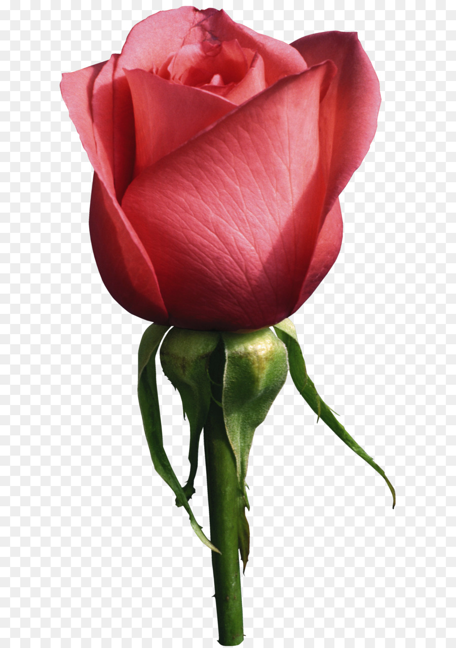 свободно попрежнему жизни розовых роз, розовый, роза прозрачное изображение...