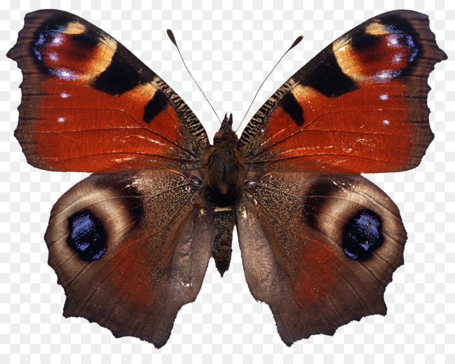 бабочка，стоковая фотография PNG