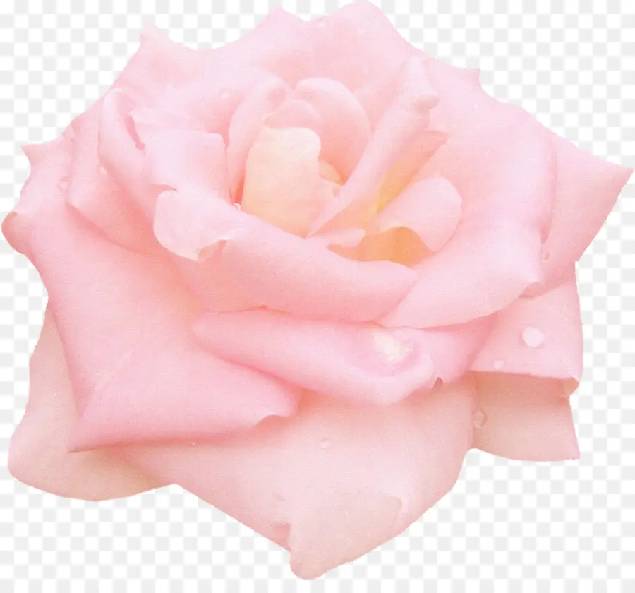 по прежнему жизни розовых роз，розовый PNG