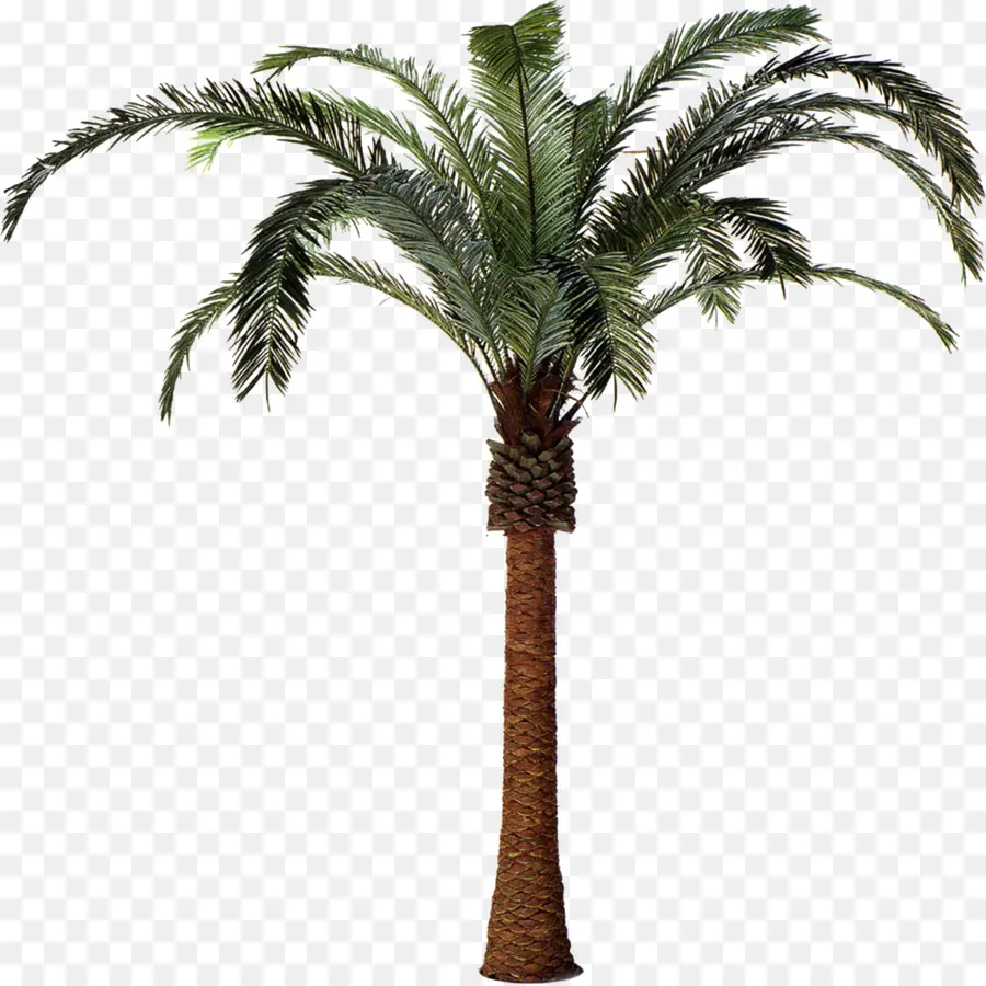 Arecaceae，финиковая Пальма PNG