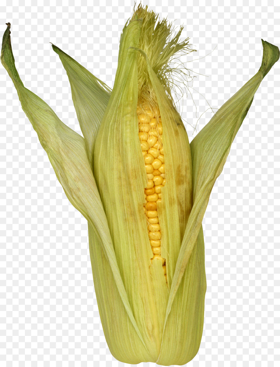 кукурузы，под кукурузу PNG