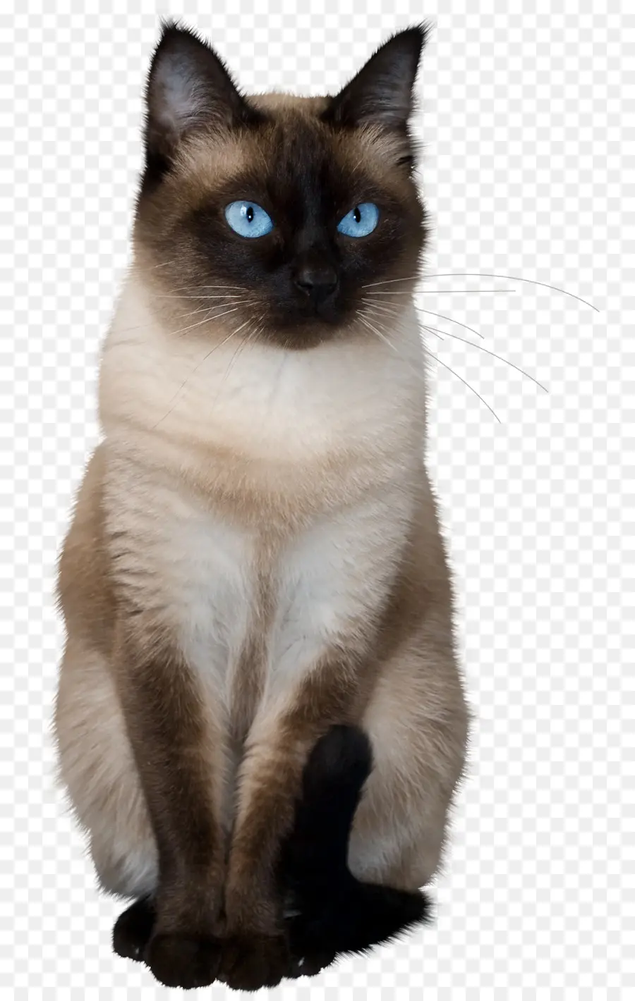тайская кошка，сиамская кошка PNG