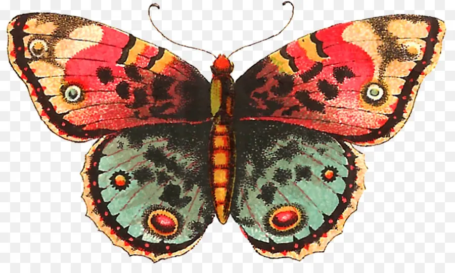 бабочка，мотылек PNG