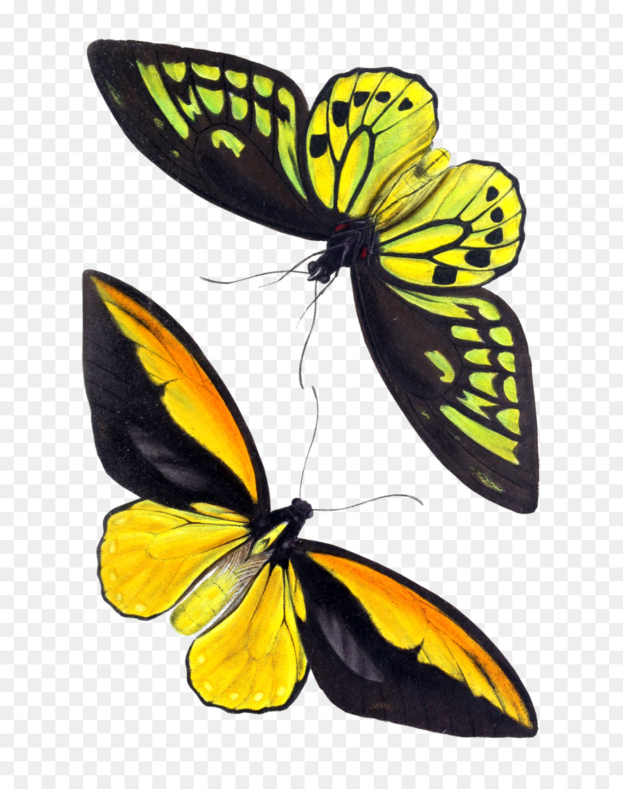бабочка，насекомое PNG