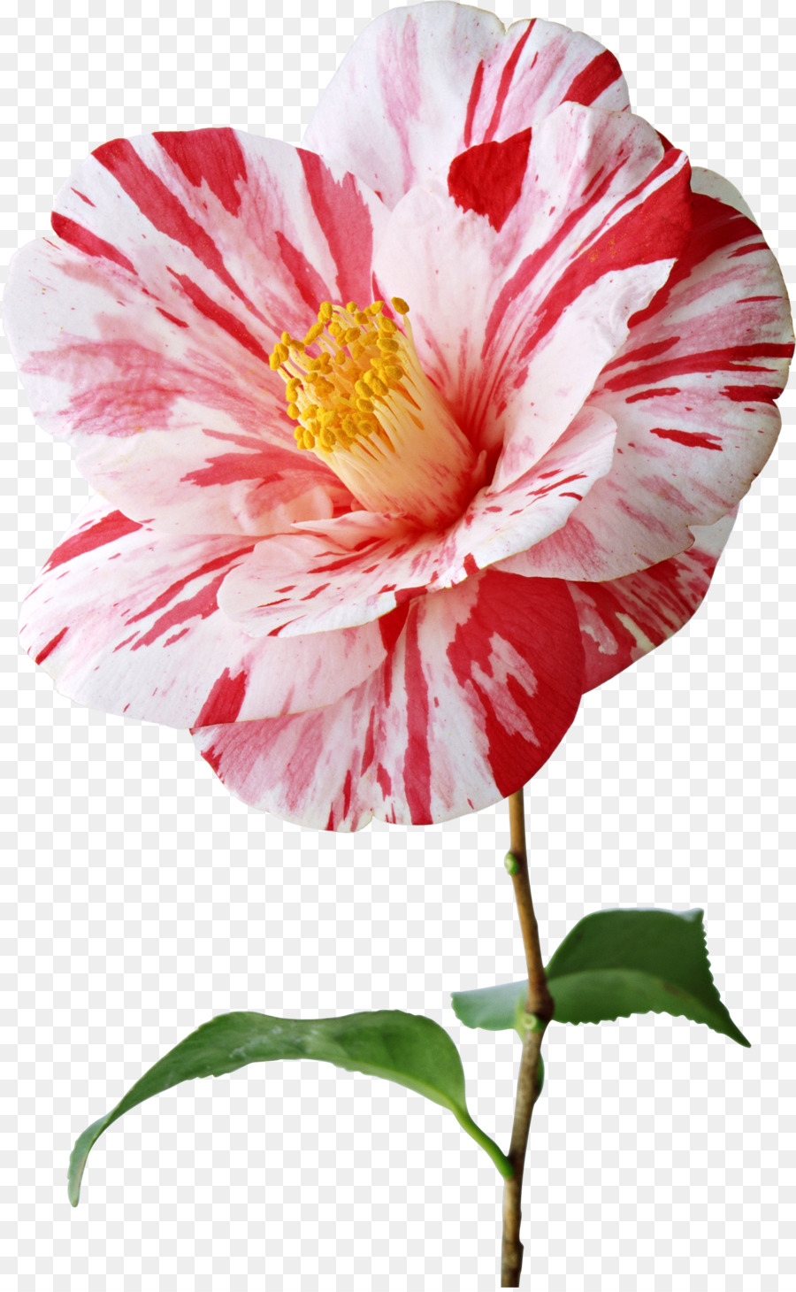 японская Камелия，цветок PNG