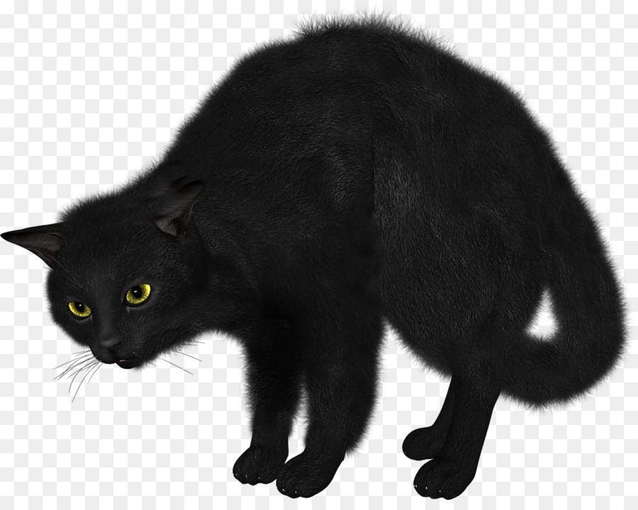 мэнкс，бомбейская кошка PNG