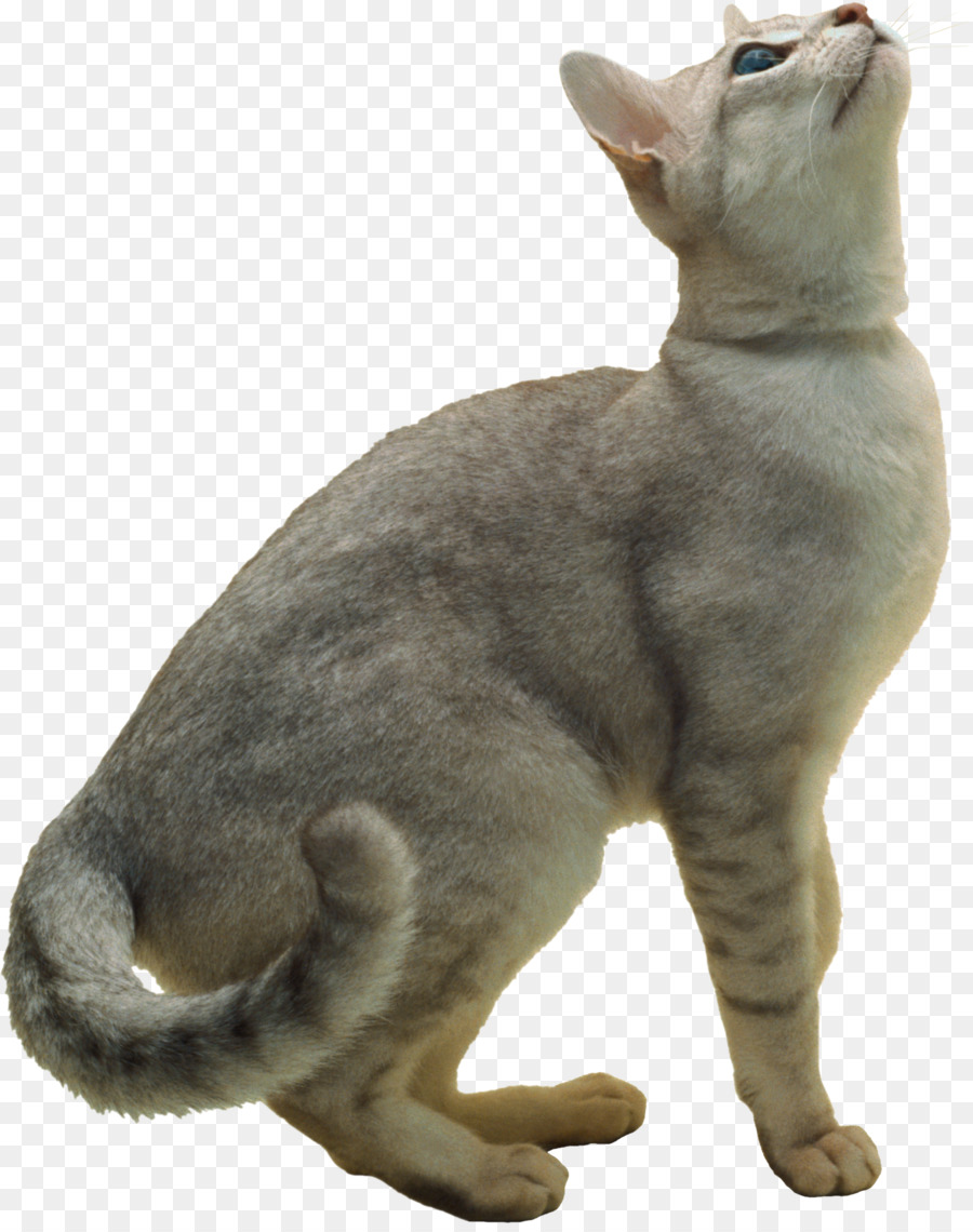 Коричневый кот，Кот PNG