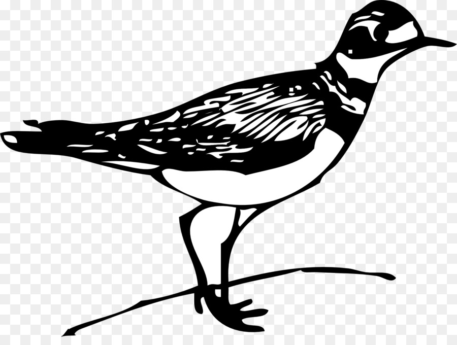 птица，чайки PNG