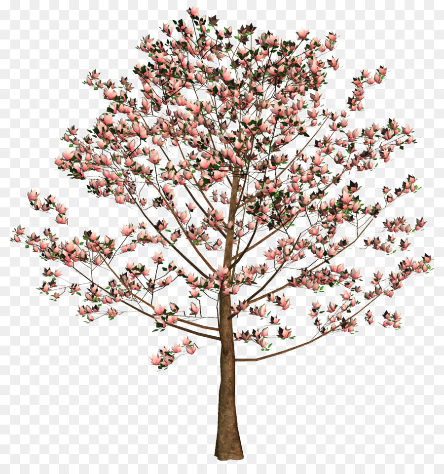вишни，дерево PNG
