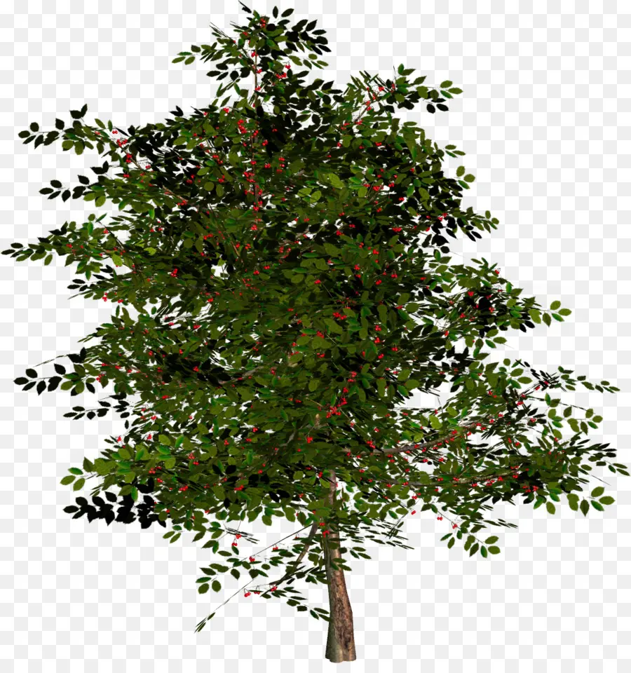 дерево，кустарник PNG