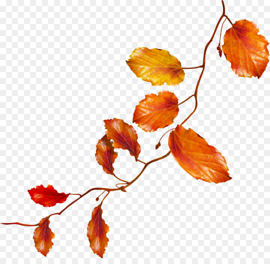 Осенняя ветка на прозрачном фоне