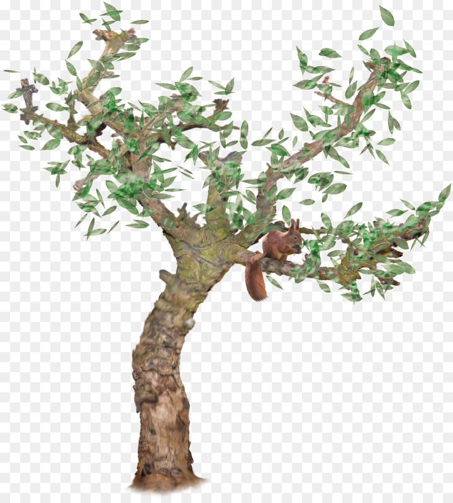 Белочка，Белочка дерево PNG