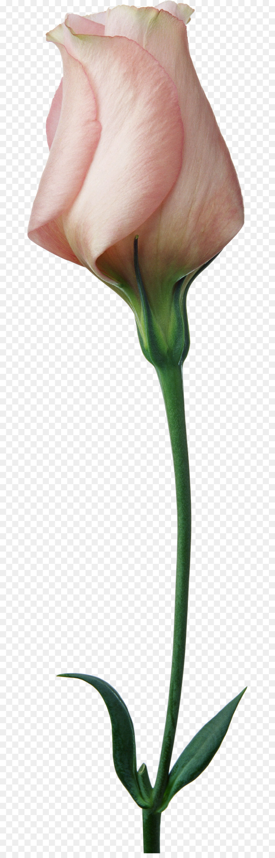 цветок，дружище PNG