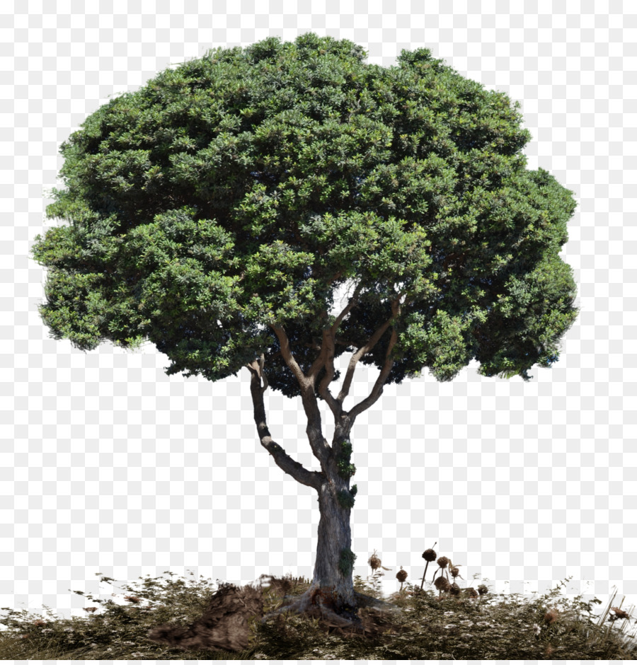 дерево，древесных растений PNG