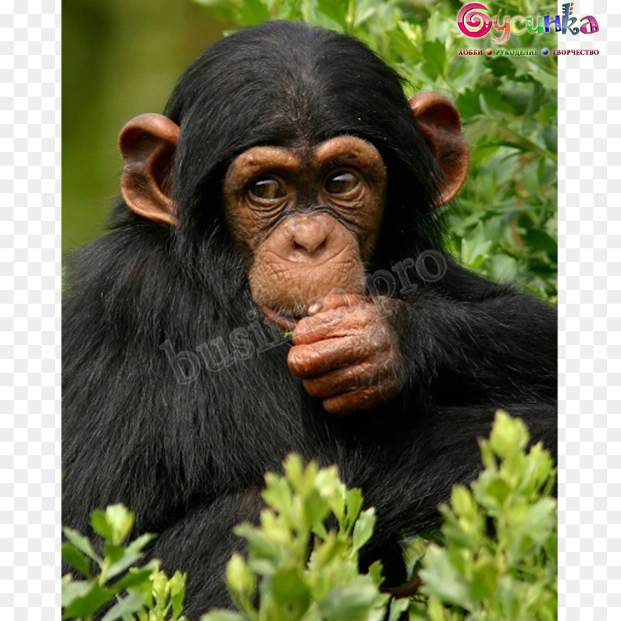 шимпанзе，остров Ngamba святилище шимпанзе PNG