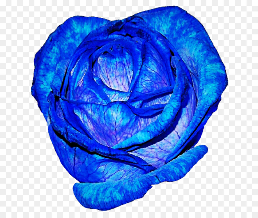 синий，голубая роза PNG