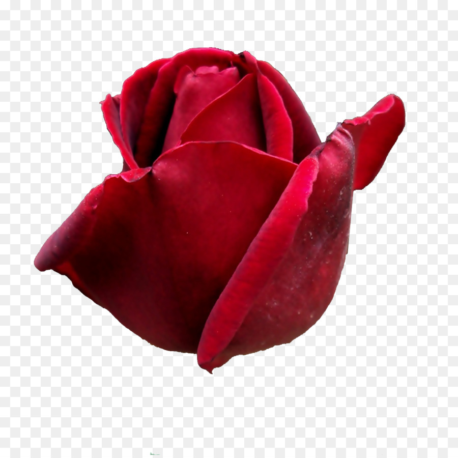 роза，фотография PNG