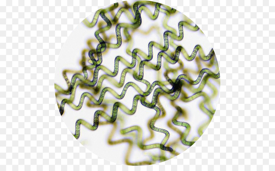 Водоросли белок. Arthrospira водоросли. Arthrospira водоросли микроскоп. Микроводоросли спирулина. Спирулина водоросль под микроскопом.