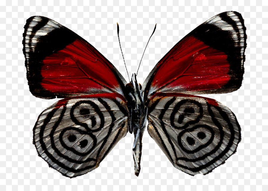 бабочка，стоковая фотография PNG