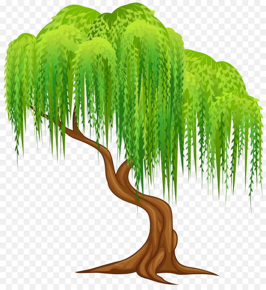 плакучая Ива，дерево PNG