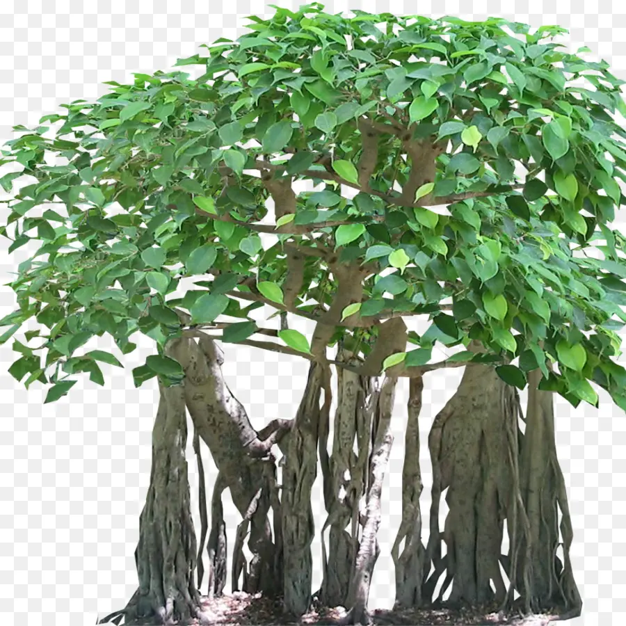 дерево，тропический лес PNG