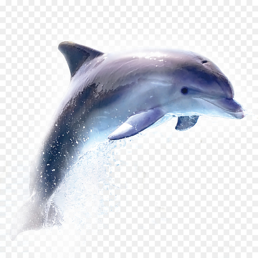 Дельфин на белом фоне