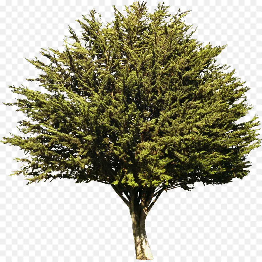 дерево，эвергрин PNG