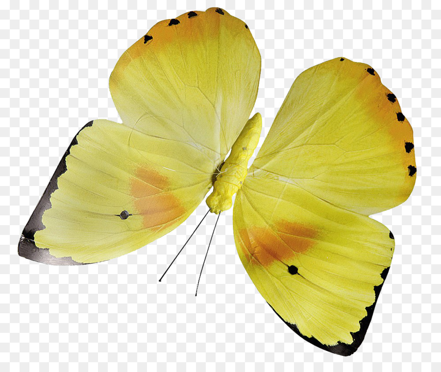 бабочка，желтый PNG