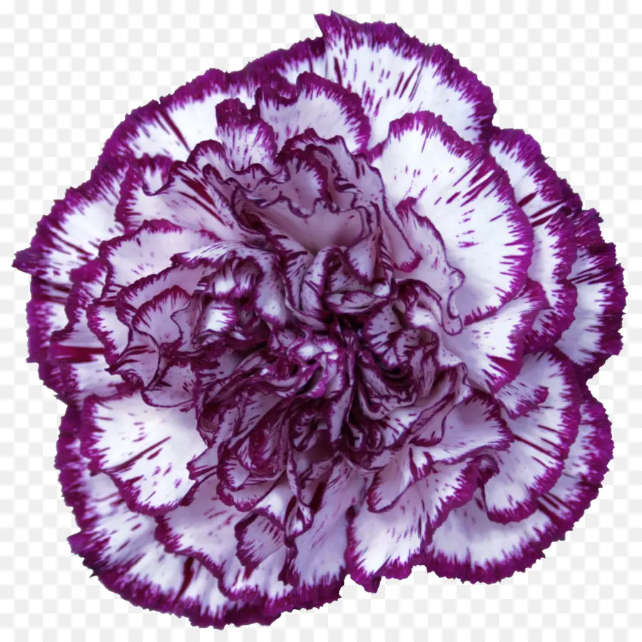 гвоздика，фиолетовый PNG