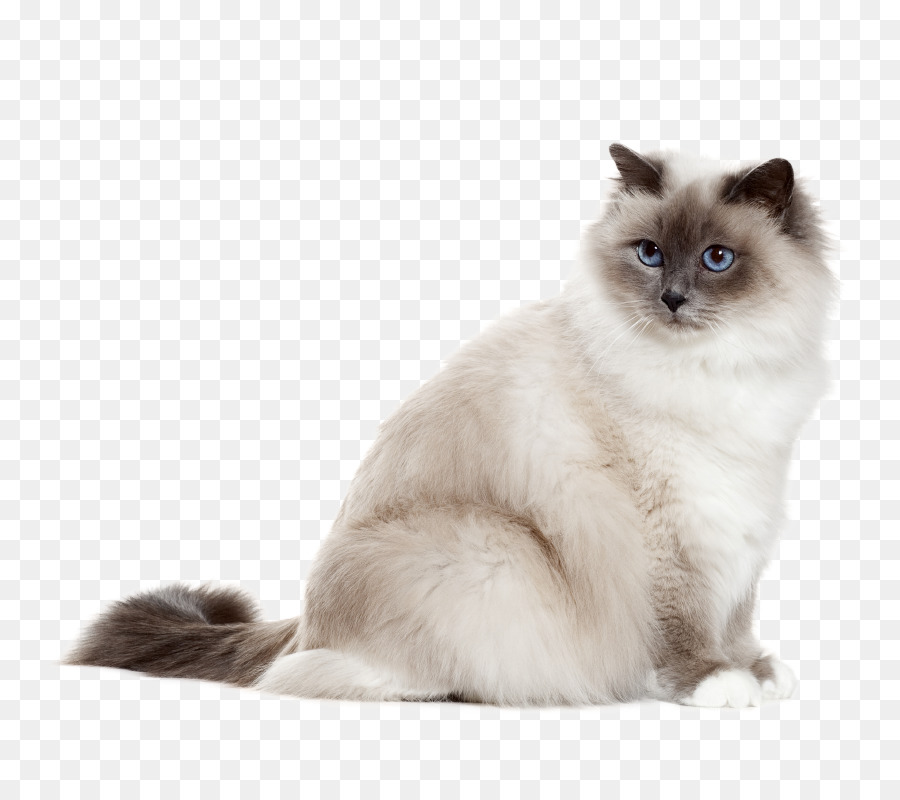 сиамская ангорская кошка